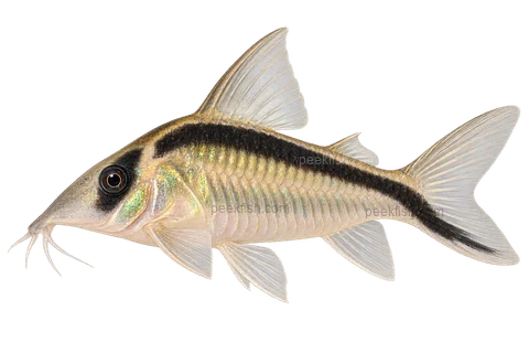 AI illustration of Brochis bethanae, complete left-facing side view