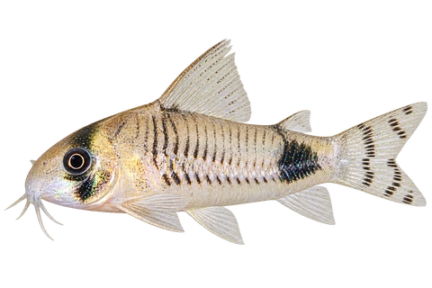 Hoplisoma ortegai 朝左透明侧面AI示意图