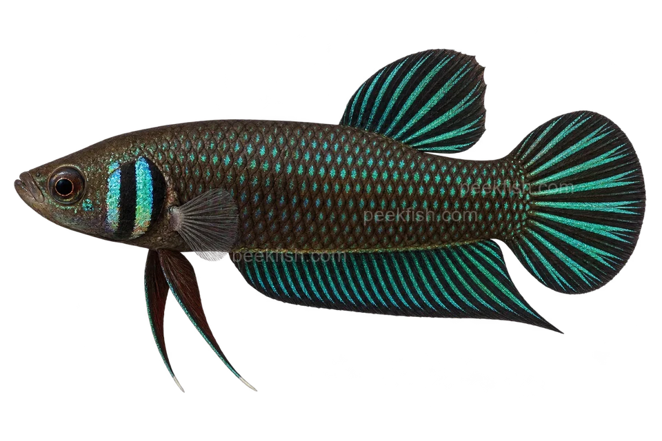 Betta mahachaiensis完整左向侧面AI示意图