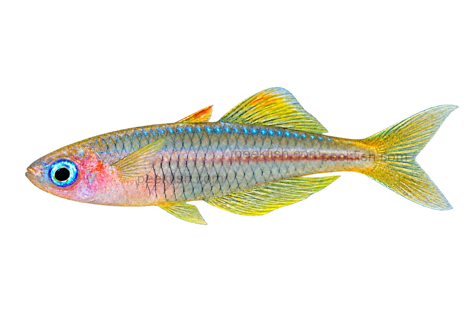 Pseudomugil ivantsoffi, natural-form representative in left-facing lateral AI illustration; not a photograph.