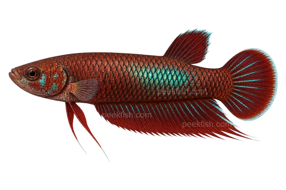 AI illustration of adult male Betta coccina, complete left-facing side view