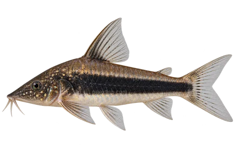 AI illustration of Scleromystax lacerdai, complete left-facing side view