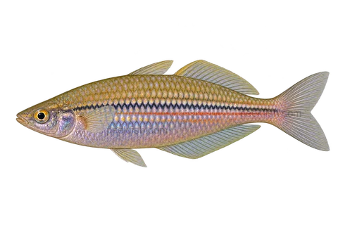 Melanotaenia papuae, natural-form representative in left-facing lateral AI illustration; not a photograph.