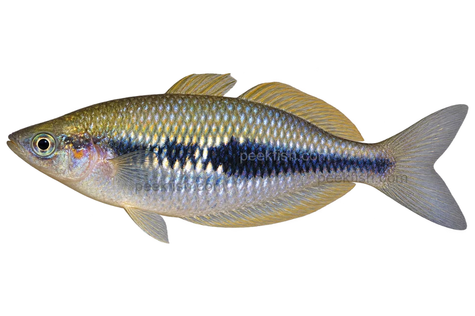AI illustration of Melanotaenia misoolensis, complete left-facing side view