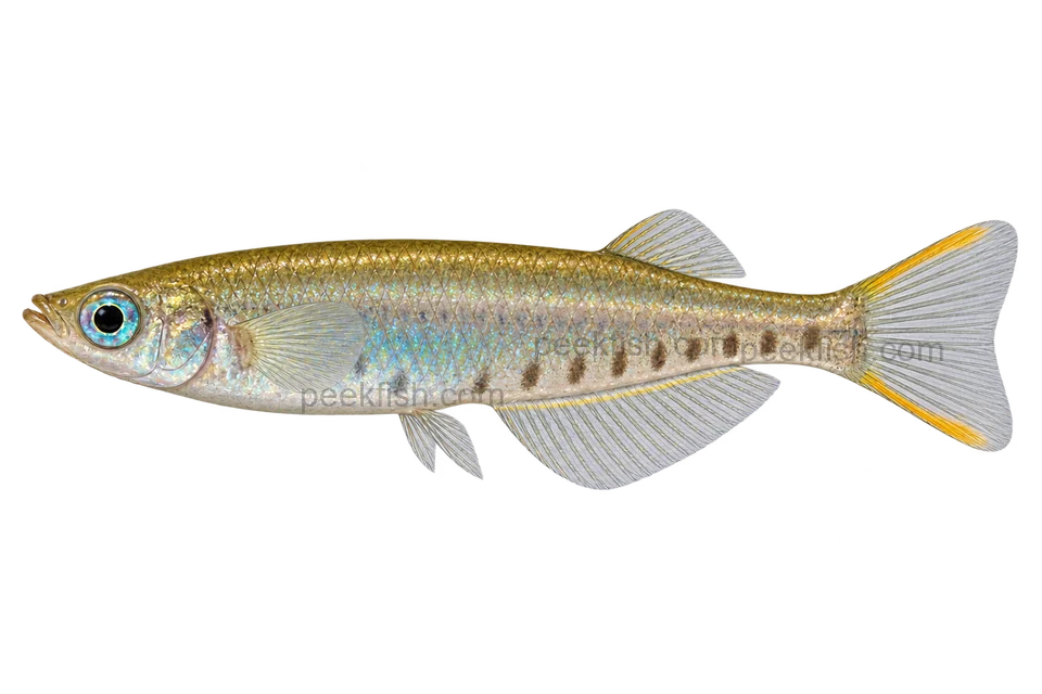 Celebes ricefish, adult male with yellow-orange tail bands and lower-flank marks, left-facing AI illustration