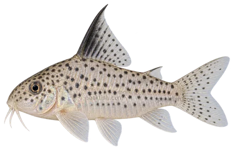 AI illustration of Hoplisoma armatum, complete left-facing side view