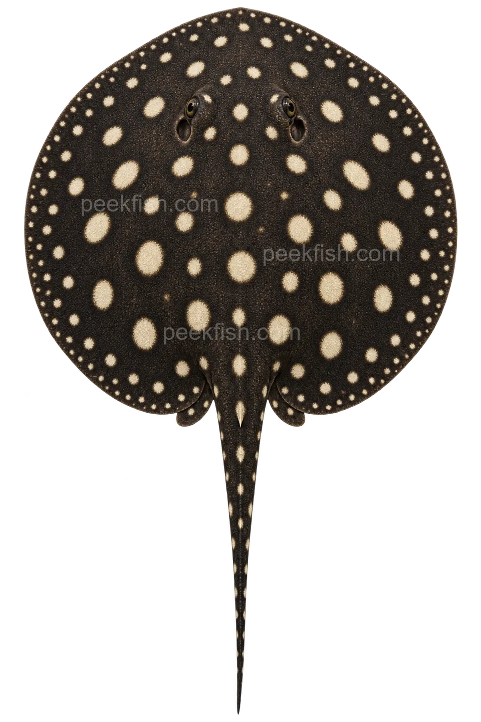 Potamotrygon leopoldi — dorsal top-down AI illustration, head up, complete disc and tail down; not a photograph