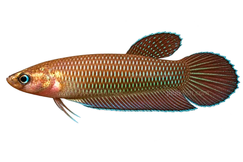 AI illustration of Betta simorum, complete left-facing side view