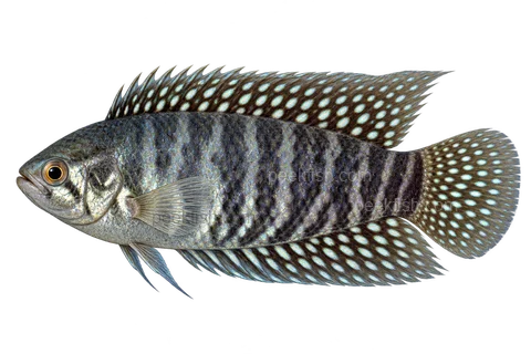 AI illustration of Microctenopoma fasciolatum, complete left-facing side view