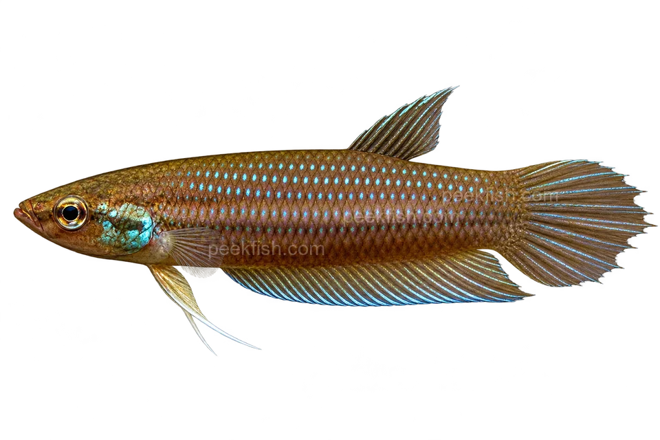 Betta pugnax完整左向侧面AI示意图
