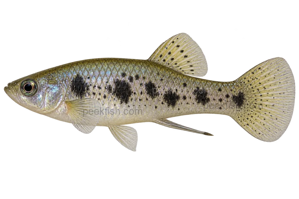 Limia vittata，自然外观成年雄鱼，左向AI示意插画