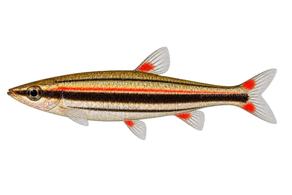 Three-lined pencilfish — AI side-view illustration