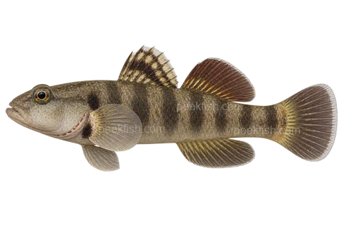 White-cheeked goby adult male in left-facing side view; AI-generated illustration