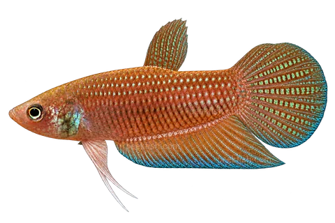 AI illustration of Betta apollon, complete left-facing side view