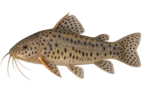 Spotted hoplo (Megalechis thoracata), AI side-view illustration, male, adult natural form, left-facing