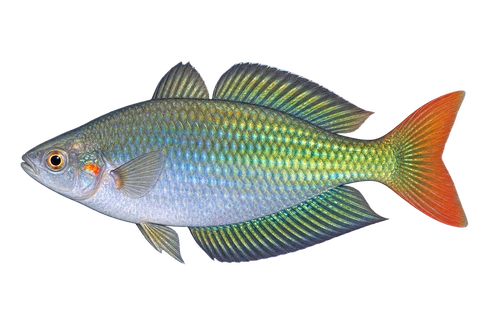 Melanotaenia fluviatilis 自然型代表外观,朝左透明侧面AI示意图,非实拍。