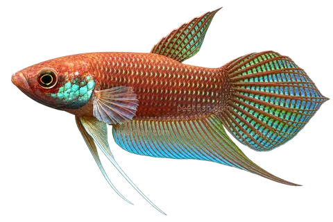 AI illustration of Betta raja, complete left-facing side view