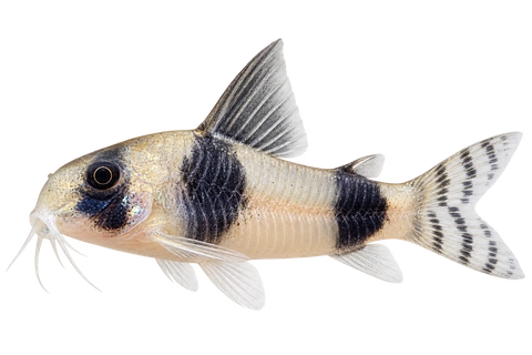 Hoplisoma tukano 朝左透明侧面AI示意图