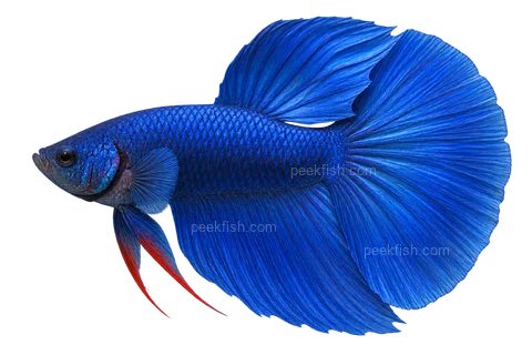 Domestic royal-blue halfmoon male Betta — AI-generated side-view illustration