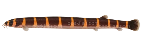 Pangio myersi; natural-colour representative adult, sex unspecified, left-facing AI illustration, not a photograph.