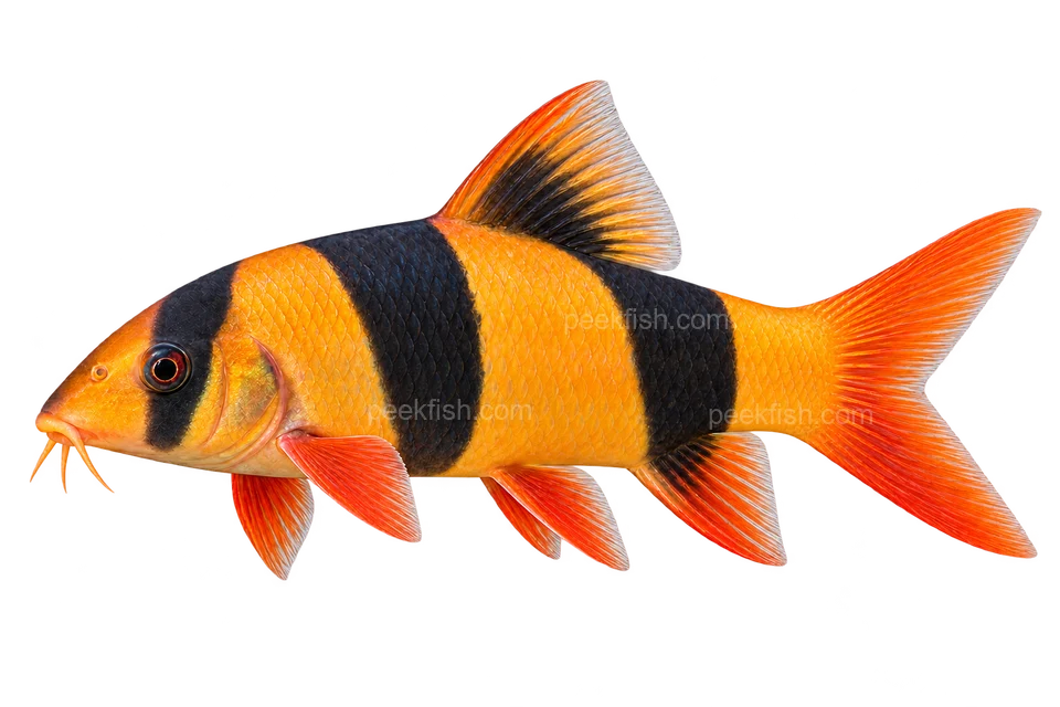 AI illustration of a left-facing clown loach with an orange body, three broad black bands and visible mouth barbels