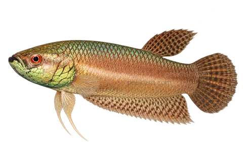 AI illustration of Betta pallifina, complete left-facing side view