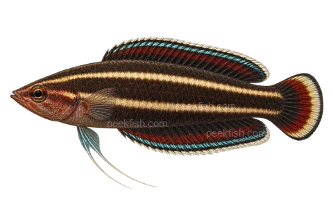 AI illustration of Parosphromenus rubrimontis, complete left-facing side view