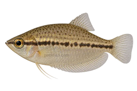 AI illustration of Parasphaerichthys lineatus, complete left-facing side view