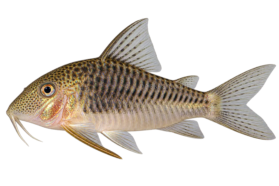 Corydoras geoffroy 朝左透明侧面AI示意图