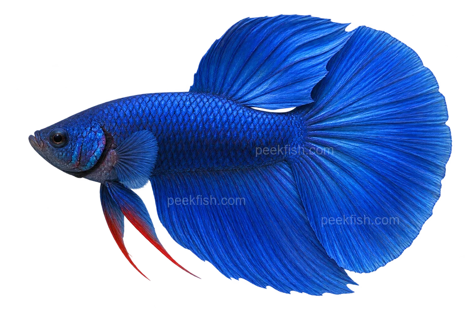 暹罗斗鱼 (Betta splendens) AI示意图