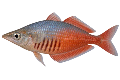 AI illustration of adult male Chilatherina sentaniensis, left side, red aquarium population; wild locality unknown