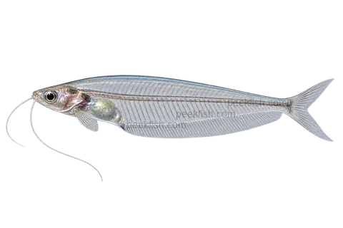 玻璃鲶(Kryptopterus vitreolus)自然型成体左向侧面AI示意图