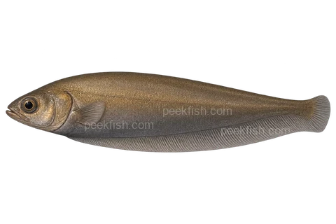 African knifefish, left-facing adult natural-colour AI side-view illustration