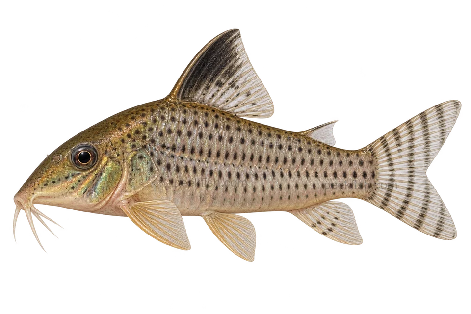 Corydoras acutus完整左向侧面AI示意图