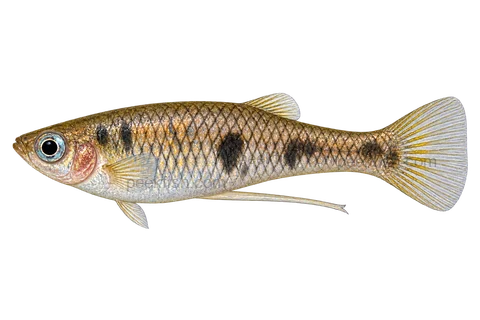 Phallichthys quadripunctatus — natural-type adult male, left-facing AI illustration