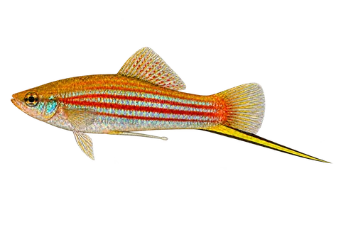Left-facing male Xiphophorus alvarezi AI illustration with red stripes, blue-green sheen and black-edged yellow-green sword.
