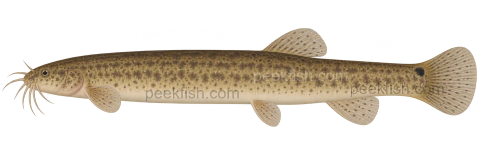 Misgurnus anguillicaudatus：自然色、左向侧面AI示意图，非实拍；表达代表成体外形，性别未指定，未作实物个体、精确阶段或专家鉴定。