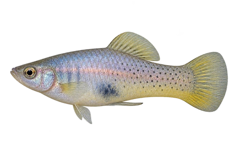 Xiphophorus evelynae 细斑成年雄鱼左向AI示意图,银蓝体色、后身细斑与黄调鳍。