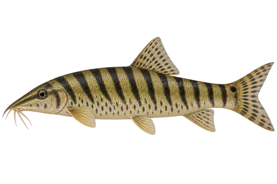 Syncrossus helodes：自然色代表成体，性别未指定，左向 AI 示意图，非实拍