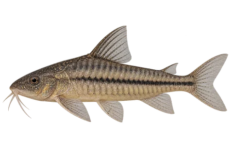 AI illustration of Scleromystax prionotos, complete left-facing side view