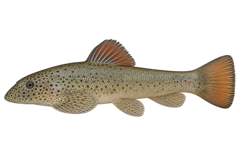Pseudogastromyzon laticeps 完整左向侧面AI示意图