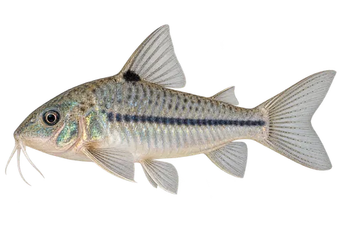 Hoplisoma nattereri完整左向侧面AI示意图