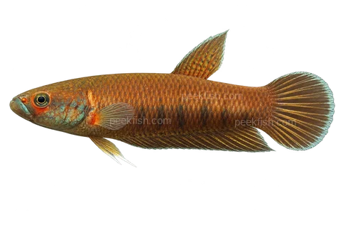 AI illustration of Betta patoti, complete left-facing side view