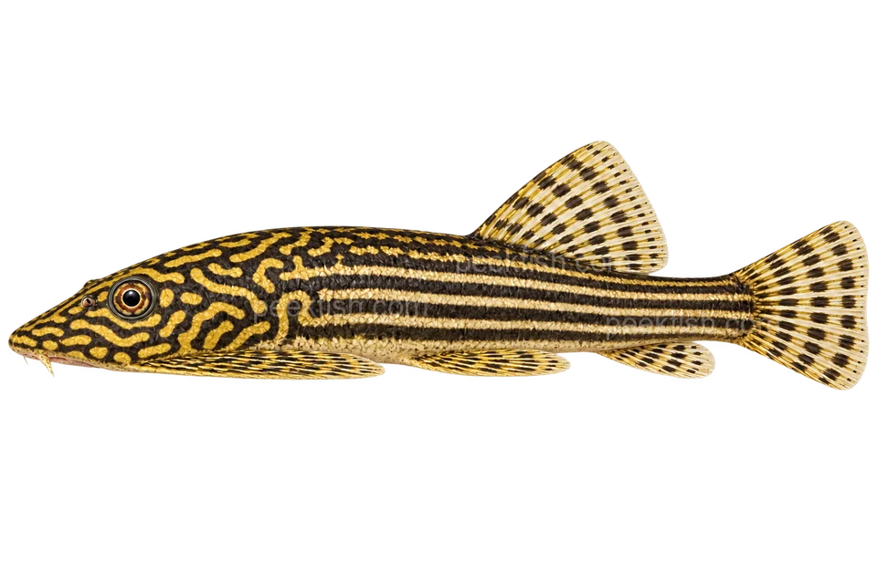 Sewellia lineolata — left-facing adult AI illustration, not a photograph