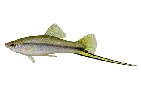 Left-facing adult male Xiphophorus signum AI illustration with slender silver-violet body and black-edged yellow-green sword.