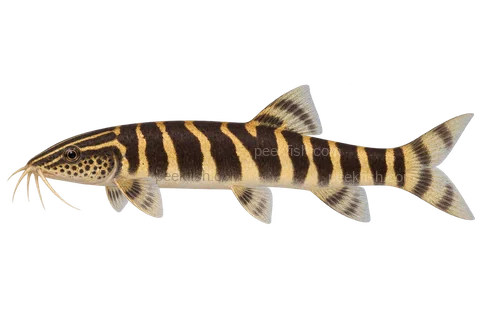 Sinibotia pulchra — natural-colour adult with dark bars and pale gold gaps, sex unspecified; left-facing AI illustration, not a photograph.