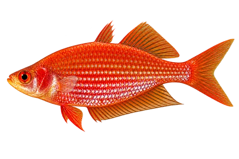Glossolepis multisquamata完整左向侧面AI示意图
