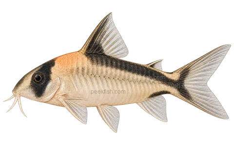 AI illustration of Hoplisoma davidsandsi, complete left-facing side view