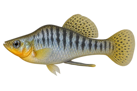 Limia nigrofasciata,自然外观成年雄鱼,左向AI示意插画