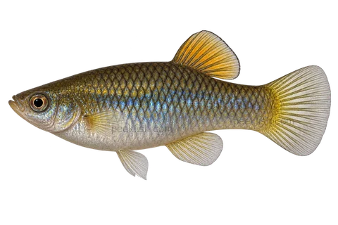 Left-facing natural-form female Limia sulphurophila AI illustration with dark-edged scales, blue sheen, small amber dorsal and rounded tail.